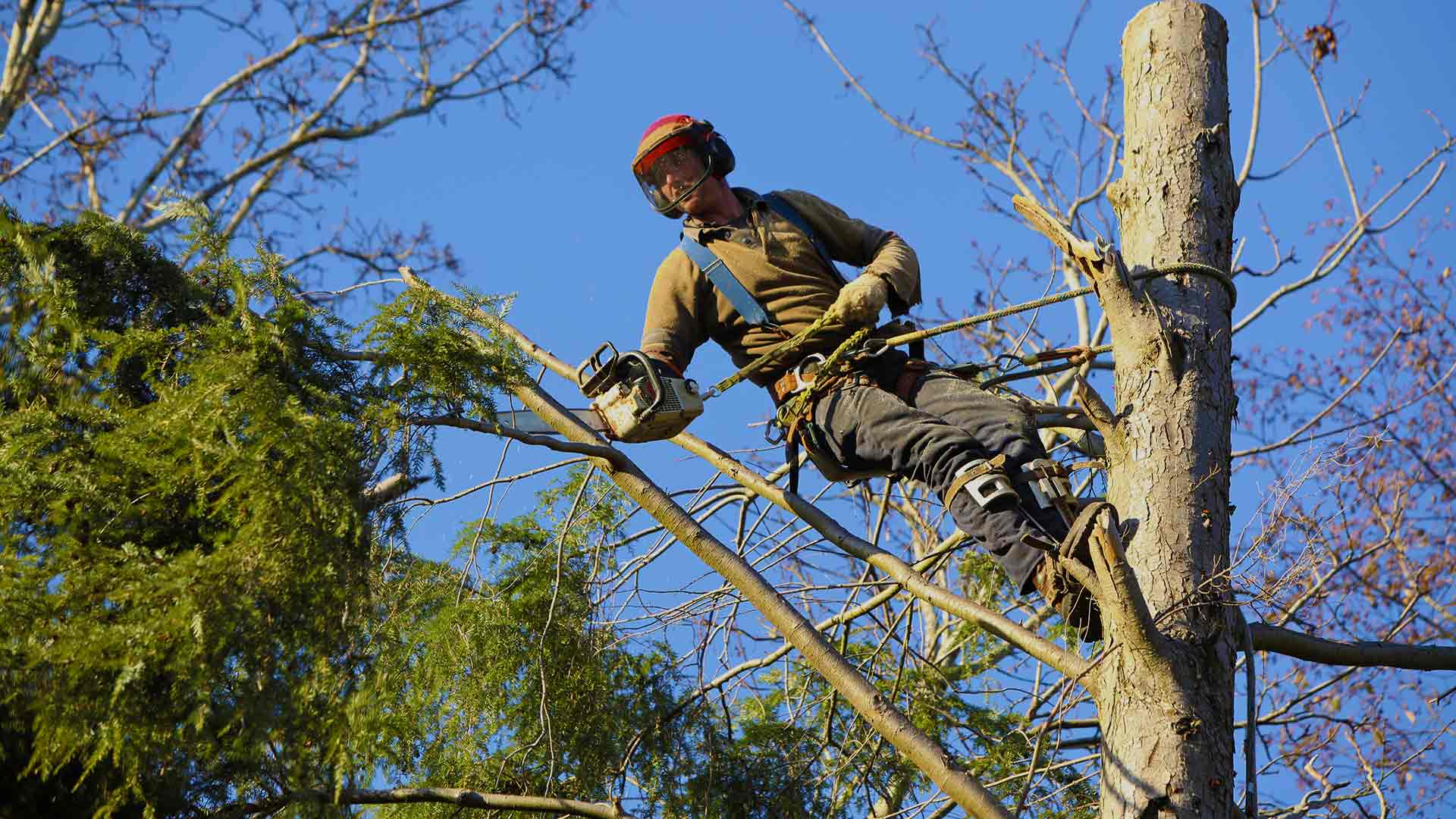 Tree Trimmers Insurance Michigan Indiana Illinois Minnesota Iowa Wisconsin