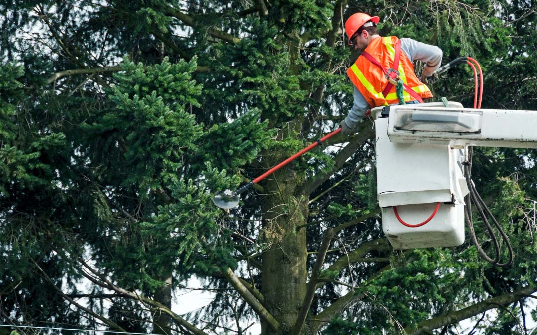 A man using a chainsaw to cut a tree, wearing safety gear and focused on his task in a wooded area