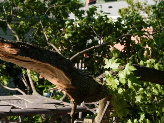 Managing Michigan Fall Storm Surge: How Emergency Tree Work Impacts Workers’ Comp & Liability Ratings