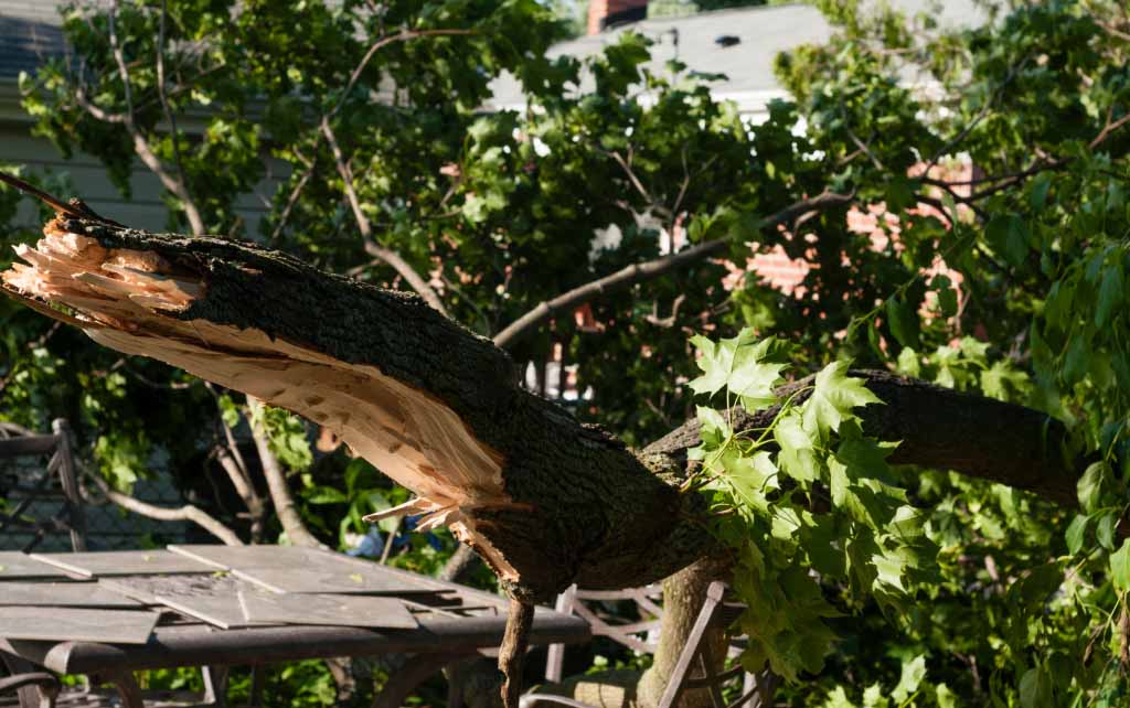 Managing Michigan Fall Storm Surge: How Emergency Tree Work Impacts Workers’ Comp & Liability Ratings