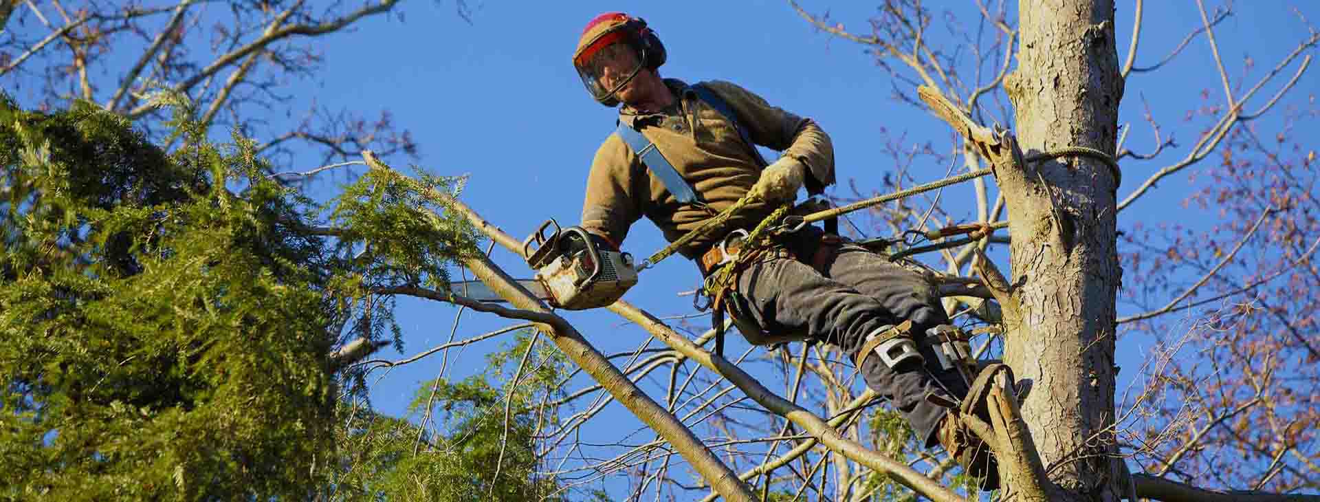 Tree Trimmers Insurance - Slider 3