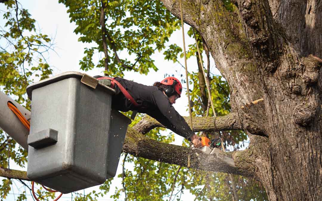 Arborist trimming tree branches from a bucket lift near a large tree